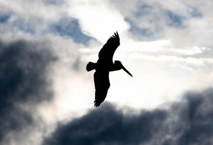 bird silouette over cloudy skies near naples, florida