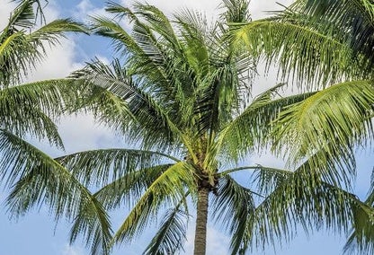 beautiful palm trees in the Carlton Lakes neighborhoods, Naples, FL