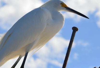 white egret perched on a dock in north naples, fl