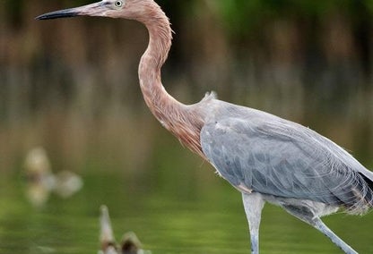 young blue heron near naples, fl