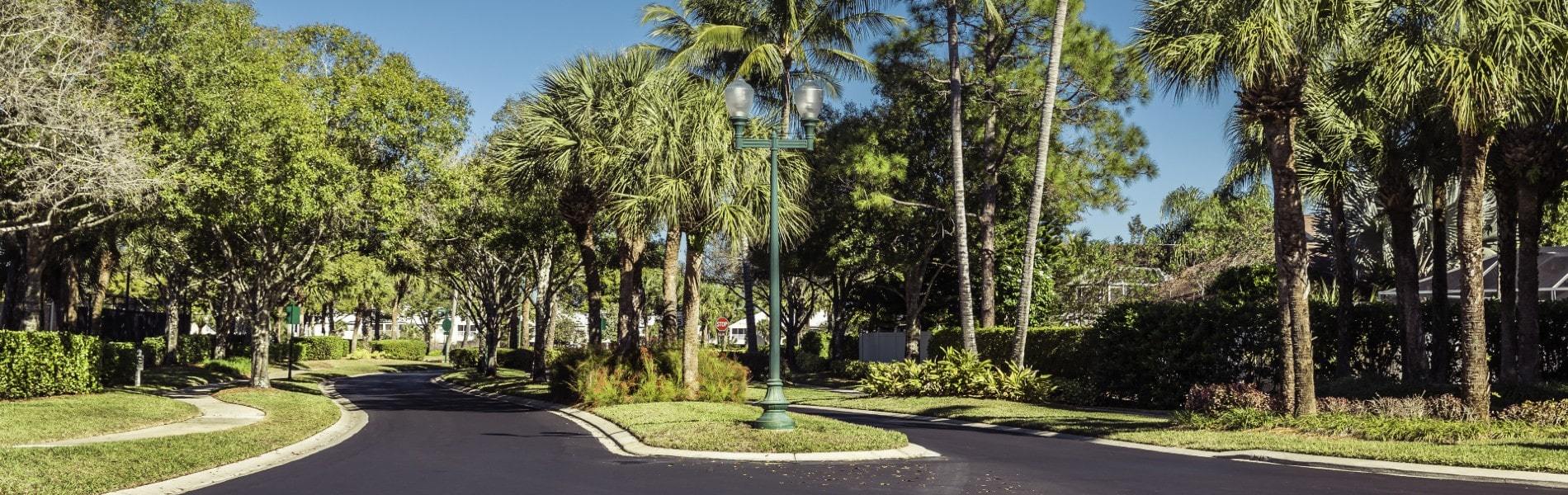 mature palms surrounding a popular southwest florida neighborhood