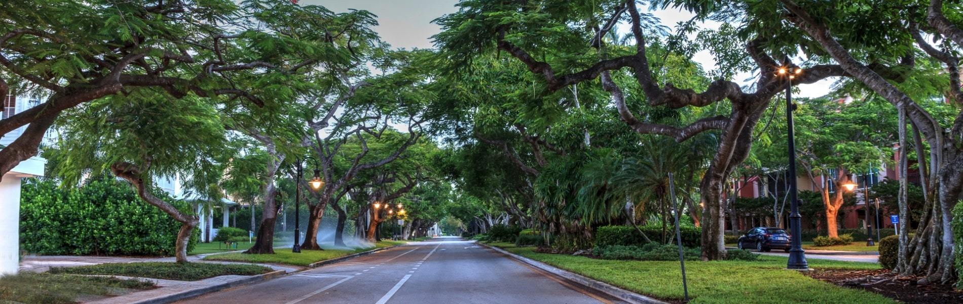 old naples florida street - overhanging trees